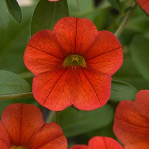 Calibrachoa hybrida 'Minifamous Neo Deep Orange'