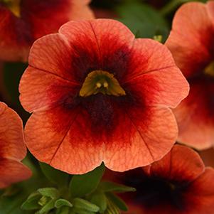 Calibrachoa hybrida 'Minifamous Neo Lava and Red Eye'