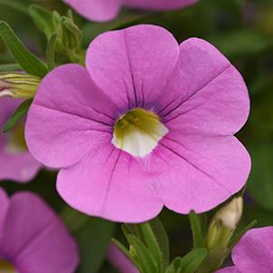 Calibrachoa hybrida 'Minifamous Neo Light Pink'