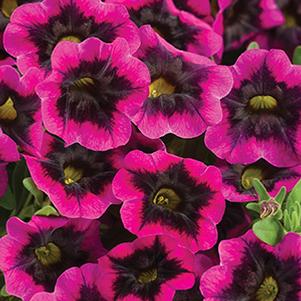 Calibrachoa hybrida 'Superbells Blackcurrant Punch'