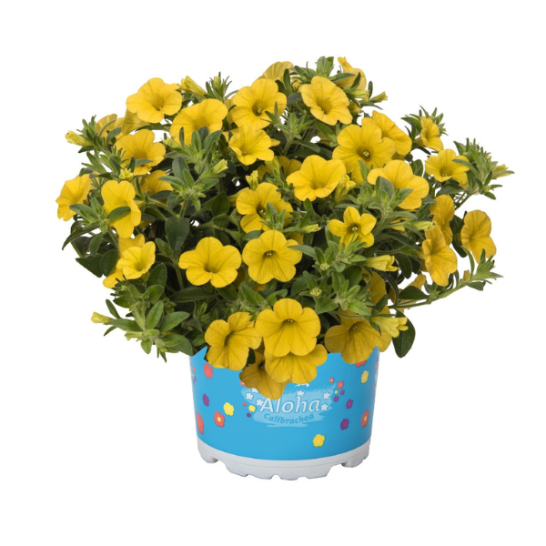 Calibrachoa Hybrida 'Aloha Canary Yellow'