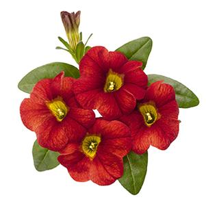 Calibrachoa Hybrida 'Aloha Fire'