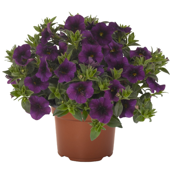 Calibrachoa Hybrida 'Aloha Purple'