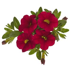 Calibrachoa Hybrida 'Aloha Red'