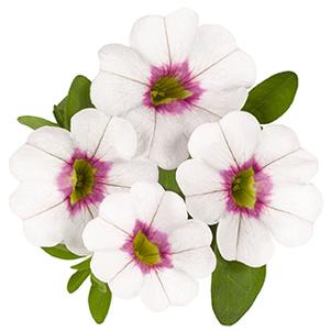 Calibrachoa Hybrida 'Aloha Royal White'