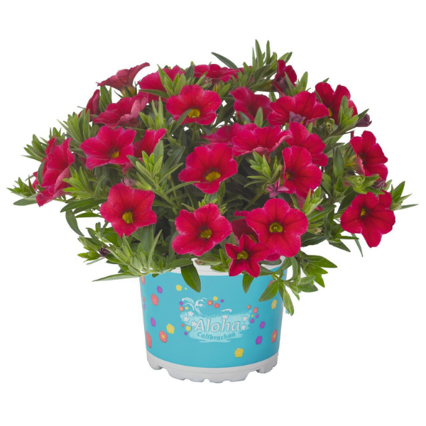 Calibrachoa Hybrida 'Aloha Kona Cherry Red'