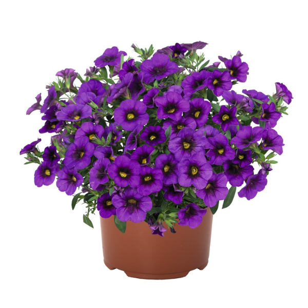 Calibrachoa Hybrida 'Aloha Kona Dark Lavender'