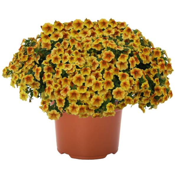 Calibrachoa Hybrida 'Aloha Kona Honeycomb'