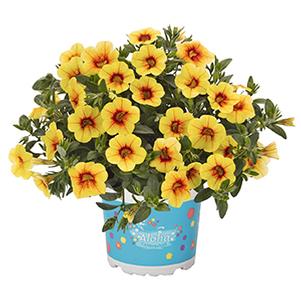 Calibrachoa Hybrida 'Aloha Kona Pineapple'