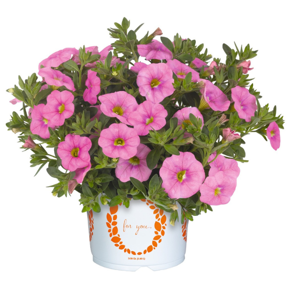 Calibrachoa Hybrida 'Aloha Kona Soft Pink'