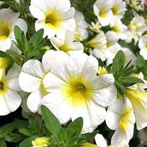 Calibrachoa Hybrida 'Aloha Kona Sunshine'