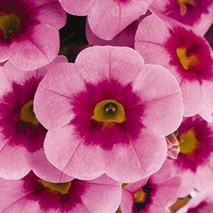 Calibrachoa Hybrida 'Aloha Kona Tiki Soft Pink'