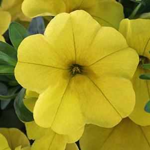 Calibrachoa Hybrida 'Aloha Kona Yellow'