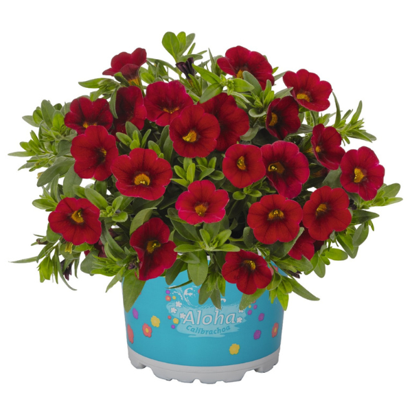 Calibrachoa Hybrida 'Aloha Nani Dark Red'