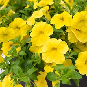 Calibrachoa Hybrida 'Aloha Nani Golden Girl'