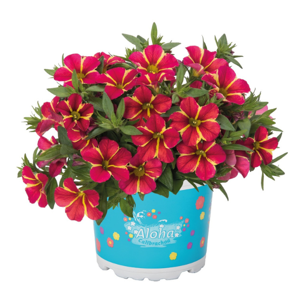 Calibrachoa Hybrida 'Aloha Nani Red Cartwheel'