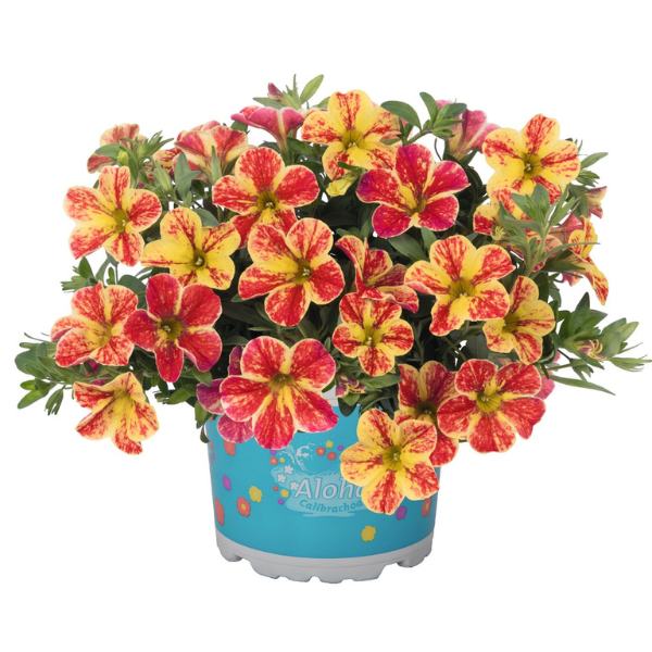 Calibrachoa Hybrida 'Aloha Nani Tropicana'