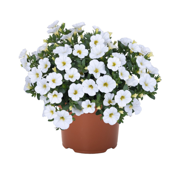 Calibrachoa Hybrida 'Aloha Nani White'