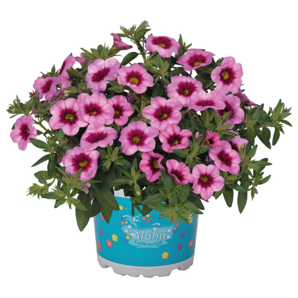 Calibrachoa Hybrida 'Aloha Tiki Soft Pink'