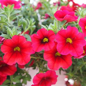 Calibrachoa Hybrida 'Bloomtastic Cherry'