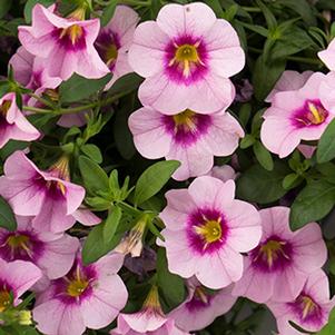 Calibrachoa Hybrida 'Bloomtastic Rose Quartz'