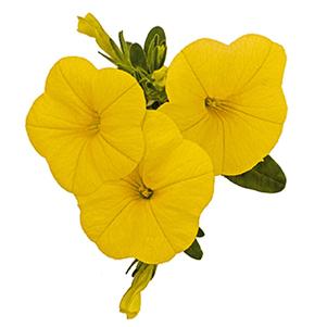 Calibrachoa Hybrida 'Bloomtastic Yellow'