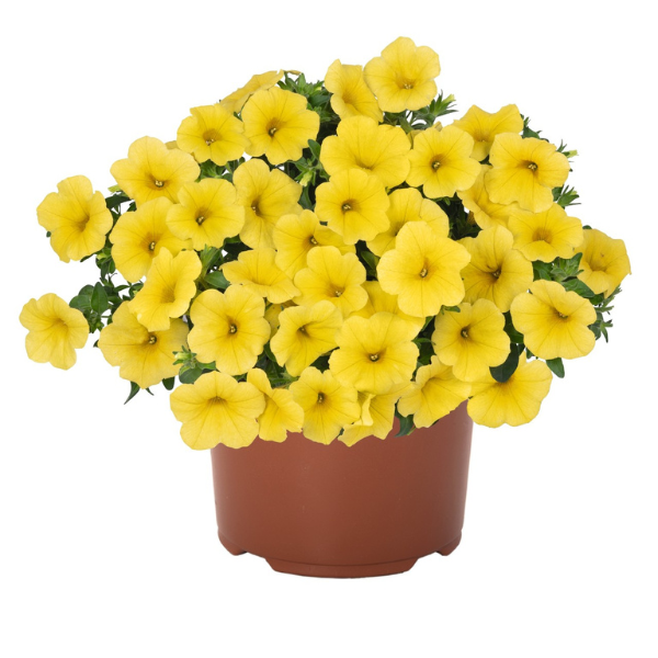 Calibrachoa Hybrida 'Bloomtastic Yellow'