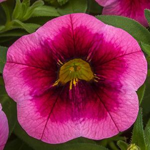 Calibrachoa hybrida 'Cabrio Eclipse Strawberry'