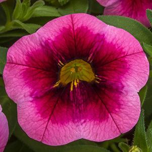 Calibrachoa hybrida 'Cabrio Eclipse Strawberry'