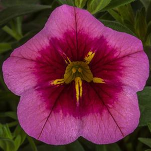 Calibrachoa hybrida 'Cabrio Pink with Eye'