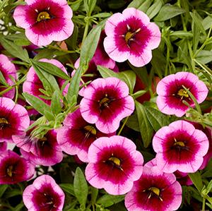 Calibrachoa hybrida 'Callie Eclipse Raspberry'