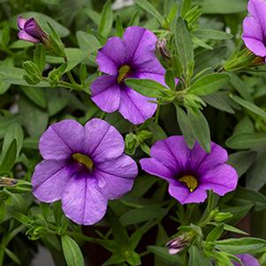 Calibrachoa hybrida 'Callie Sky Blue'
