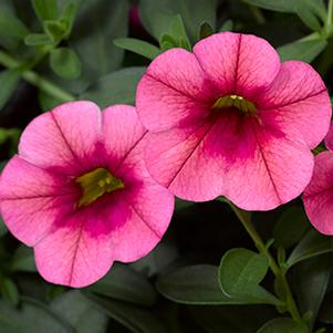 Calibrachoa hybrida 'Callie Strawberry'