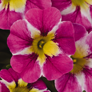 Calibrachoa hybrida 'Candy Shop Candy Crush'