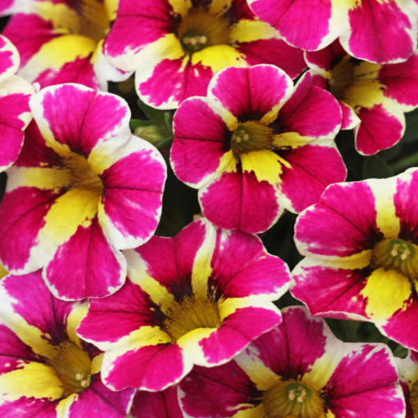 Calibrachoa hybrida 'Candy Shop Fancy Berry'