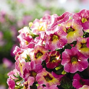 Calibrachoa hybrida 'Chameleon Lemon Berry'