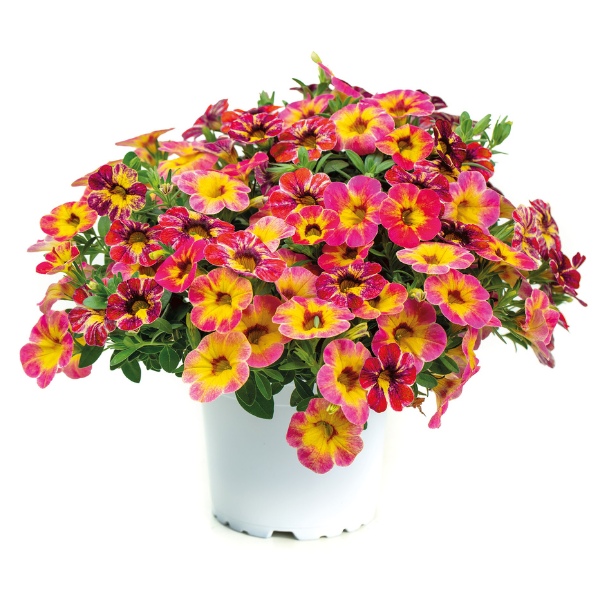 Calibrachoa hybrida 'Chameleon Tart Deco'