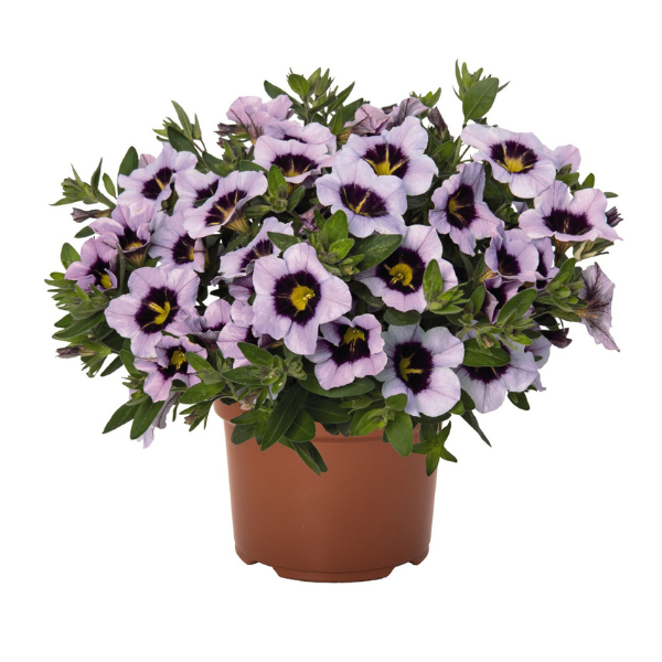 Calibrachoa Hybrida 'Hula Blue'