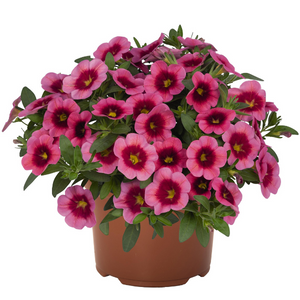 Calibrachoa Hybrida 'Hula Hot Pink'