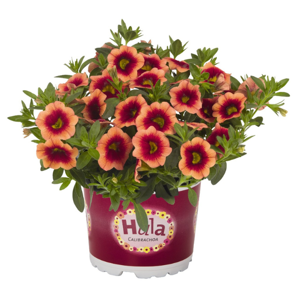 Calibrachoa Hybrida 'Hula Orange'