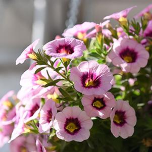 Calibrachoa Hybrida 'Hula Pastel-Pink'