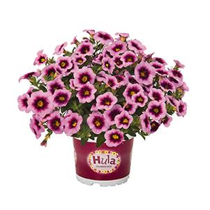 Calibrachoa Hybrida 'Hula Soft Pink'