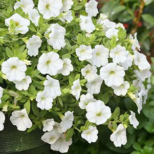 Calibrachoa hybrida 'Million Bells White'