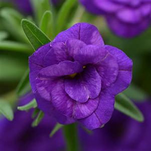 Calibrachoa hybrida 'Minifamous Neo Double Dark Blue'