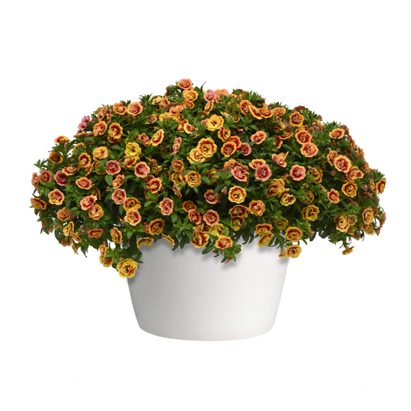 Calibrachoa hybrida 'Minifamous Neo Double OrangeTastic'