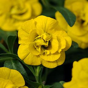 Calibrachoa hybrida 'Minifamous Neo Double Deep Yellow'