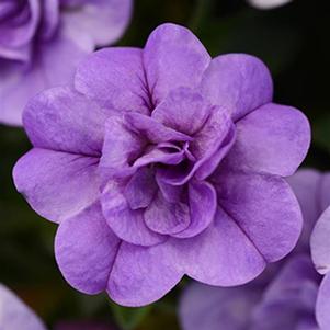 Calibrachoa hybrida 'Minifamous Neo Double Silver Blue'