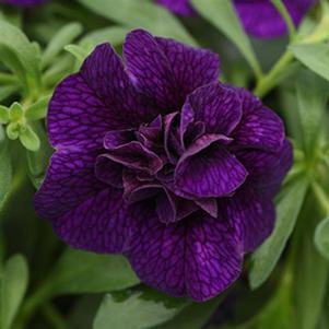 Calibrachoa hybrida 'Minifamous Uno Double Dark Blue'