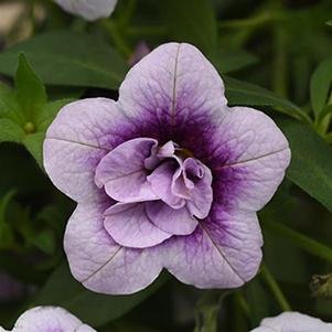 Calibrachoa hybrida 'Minifamous Uno Double PlumTastic'