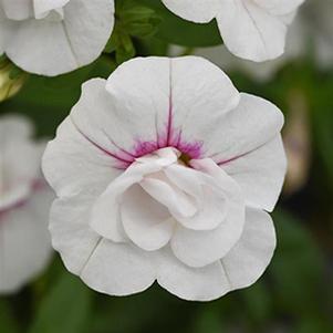 Calibrachoa hybrida Minifamous Uno Double White & Pink Whirl